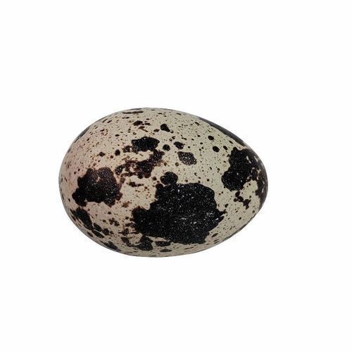 8个月宝宝鹌鹑蛋怎么吃-图1