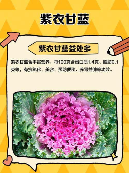 紫甘蓝一岁宝宝可以吃吗-图2