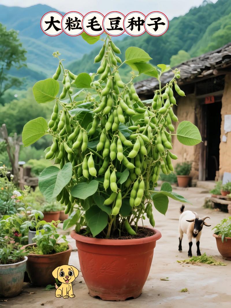 一岁多宝宝能吃毛豆吗?-图1 一岁多宝宝能吃毛豆吗?-图1