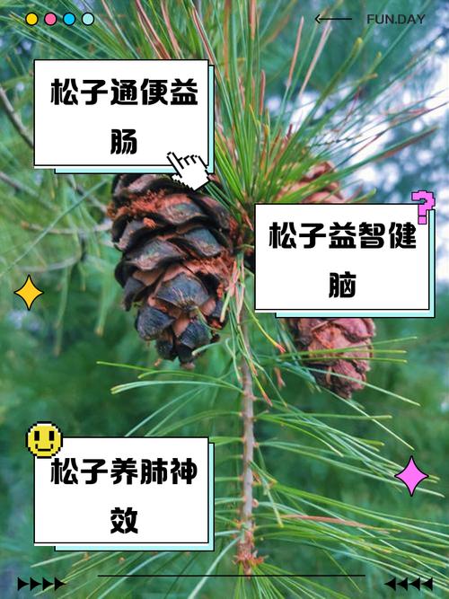 一岁多宝宝能吃松子吗？-图2