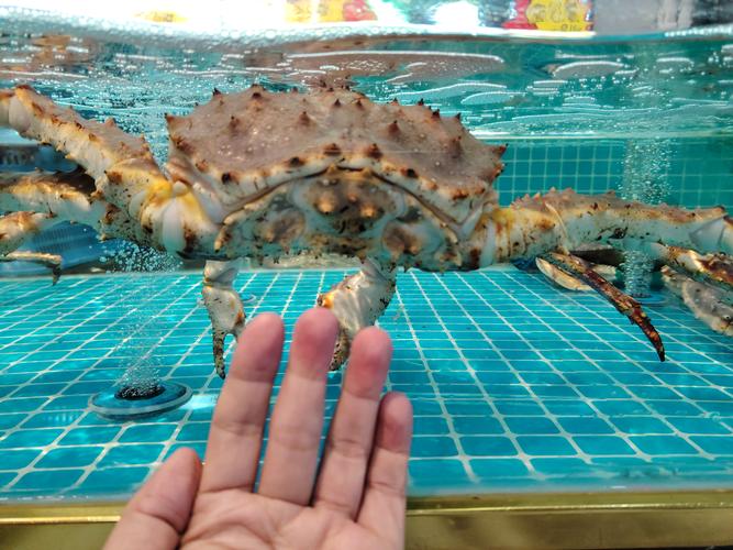 大chen 是什么海鲜-图1 大chen 是什么海鲜-图1