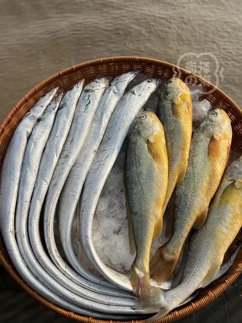 大chen 是什么海鲜-图2 大chen 是什么海鲜-图2