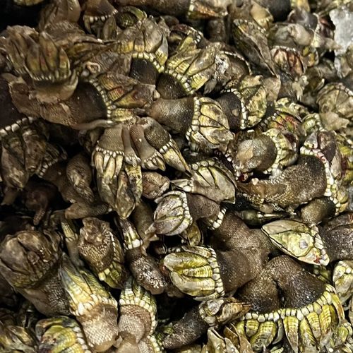 海鲜佛手多少钱?-图1 海鲜佛手多少钱?-图1