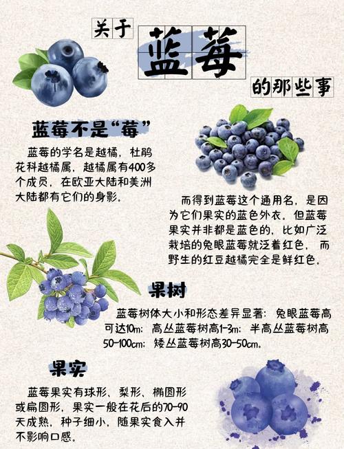15月宝宝能吃蓝莓吗？-图2