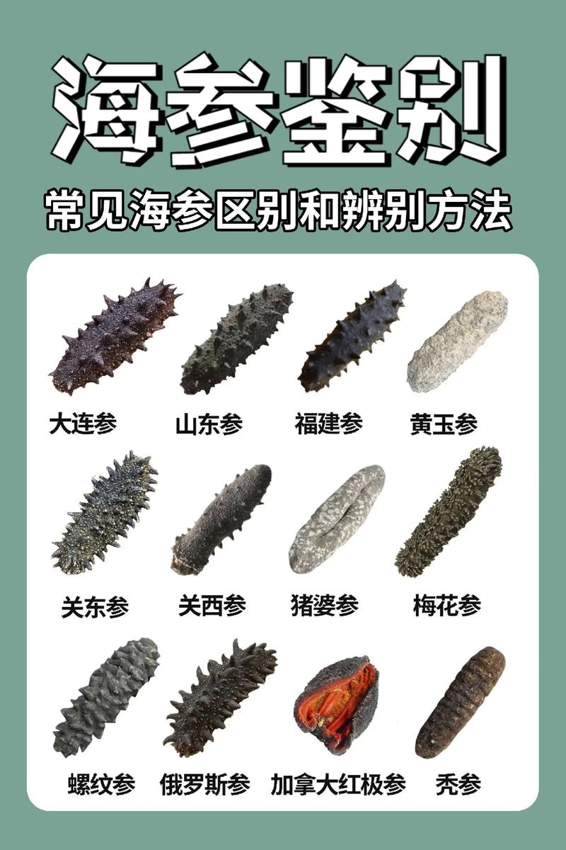 忌口海鲜海参算不算海鲜-图3 忌口海鲜海参算不算海鲜-图3