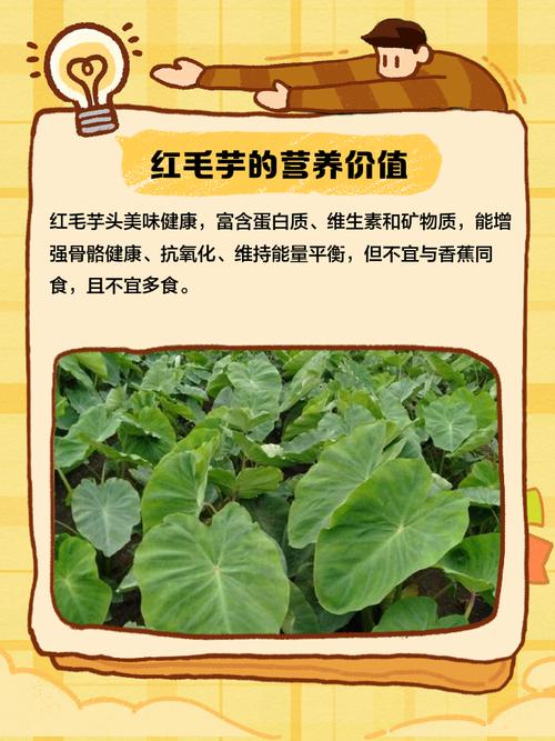 红芋的家常做法大全家常-图1 红芋的家常做法大全家常-图1