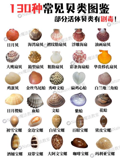 海鲜所有图片及名称大全-图1 海鲜所有图片及名称大全-图1