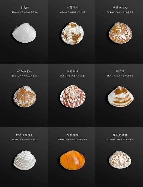 海鲜贝类图片及名称有哪些?-图1 海鲜贝类图片及名称有哪些?-图1