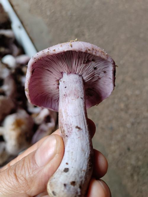 紫菇家常做法有哪些？-图1