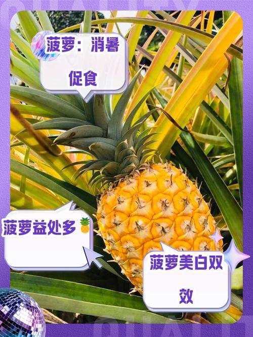 菠萝可以和海鲜一起吃吗-图2 菠萝可以和海鲜一起吃吗-图2