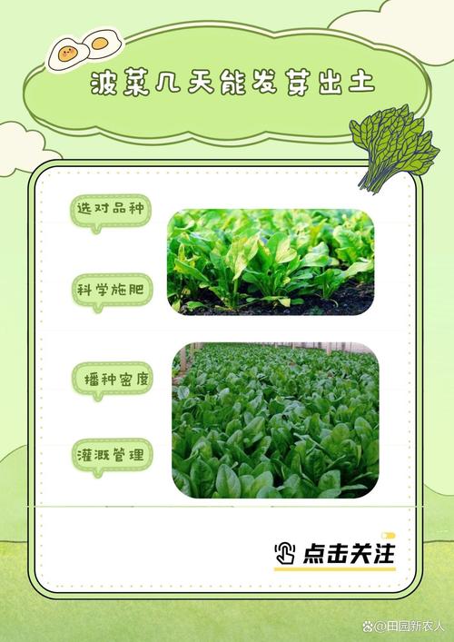 七个月宝宝能吃菠菜吗？怎么吃才安全？-图1