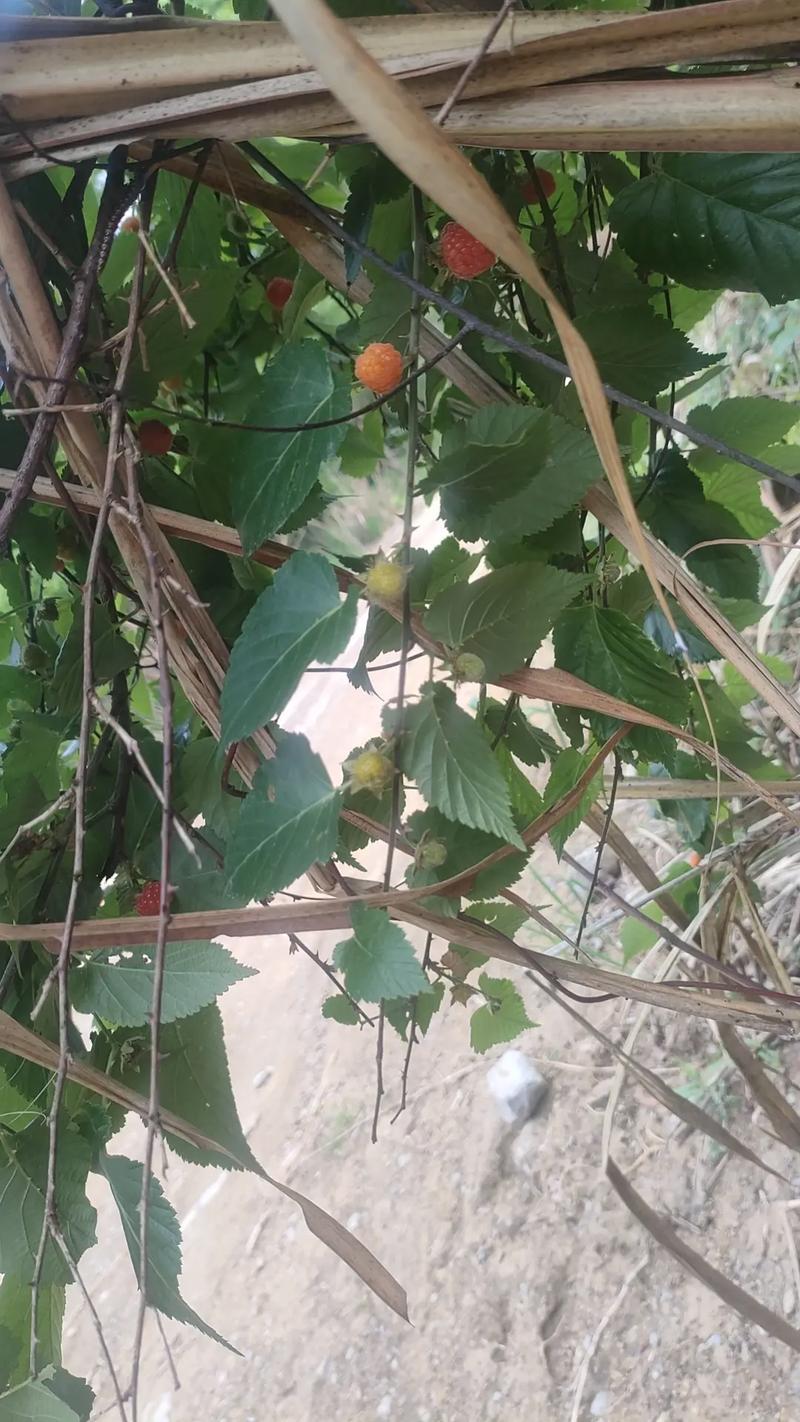 角叶家常做法有哪些?-图2 角叶家常做法有哪些?-图2