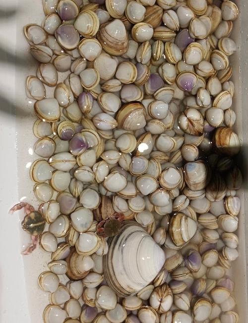 仙贝海鲜怎么处理?视频教你轻松搞定!-图2 仙贝海鲜怎么处理?视频教你轻松搞定!-图2