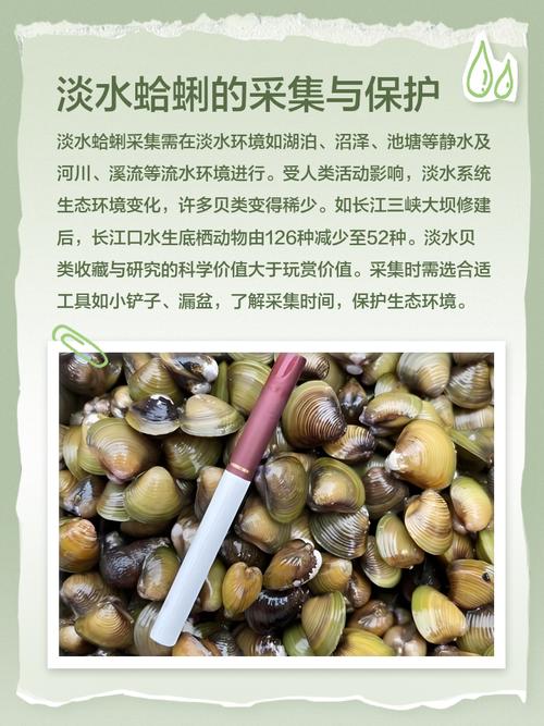 海鲜橡皮蚌的营养功效-图1