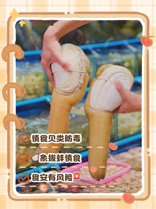 海鲜橡皮蚌的营养功效-图2