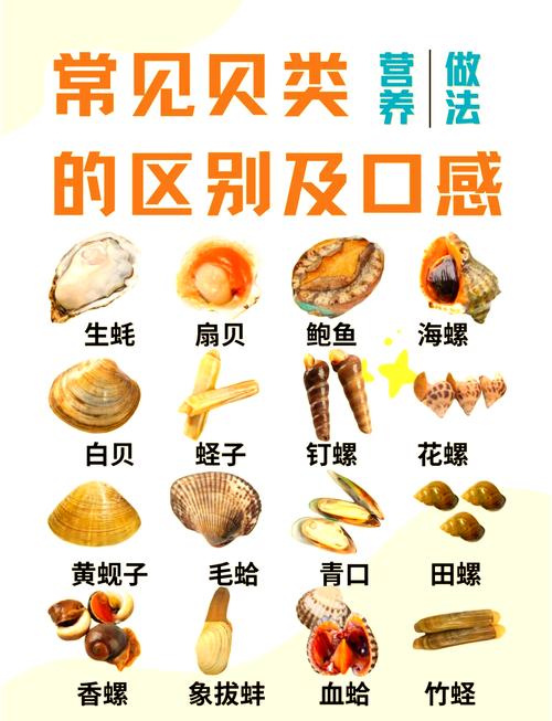 贝壳海鲜做法大全家常-图3