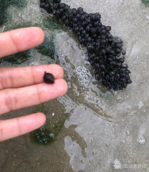 海鲜里的黑墨是啥?能吃吗?-图3 海鲜里的黑墨是啥?能吃吗?-图3