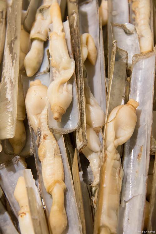 蛏子算海鲜吗?二者区别在哪?-图3 蛏子算海鲜吗?二者区别在哪?-图3