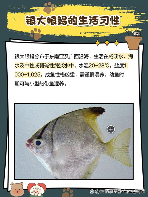 8月宝宝能吃鲳鱼吗？需注意什么？-图3