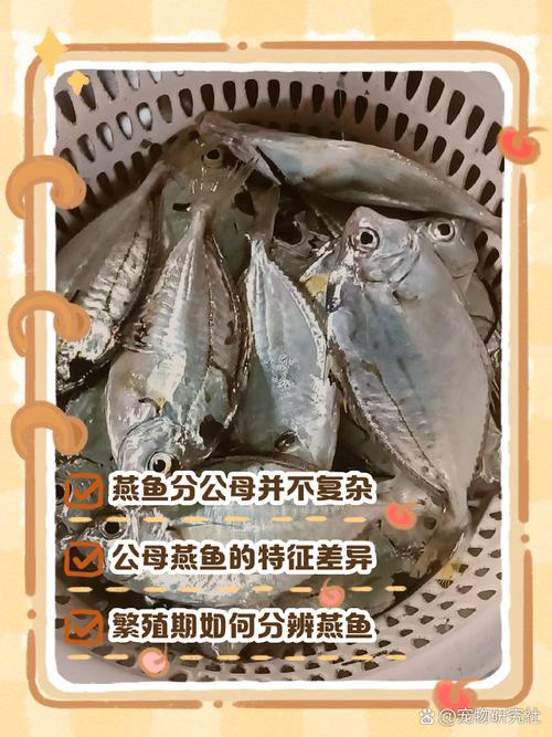 家常炖燕鱼做法有哪些？-图2