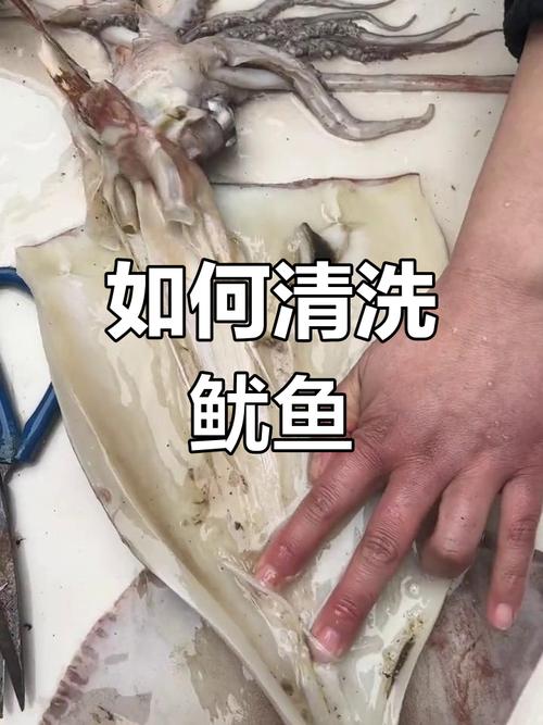 日本鱿鱼处理视频为何让人不适?-图1 日本鱿鱼处理视频为何让人不适?-图1