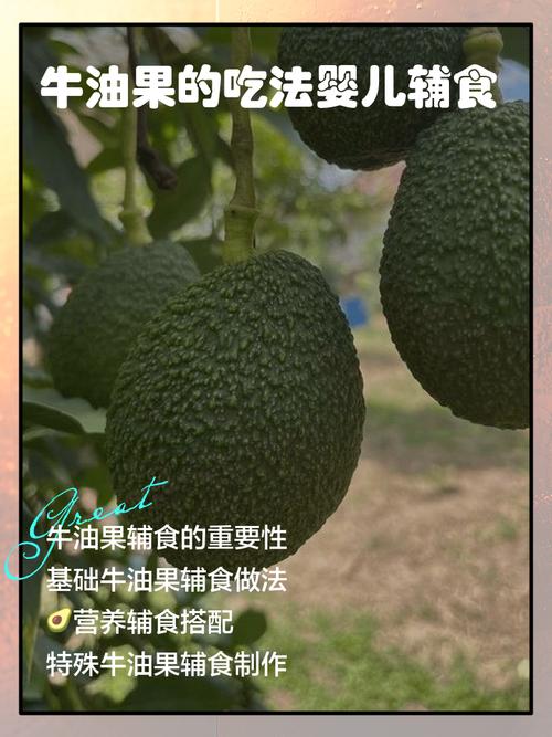 八个月宝宝牛油果怎么吃才安全？-图1