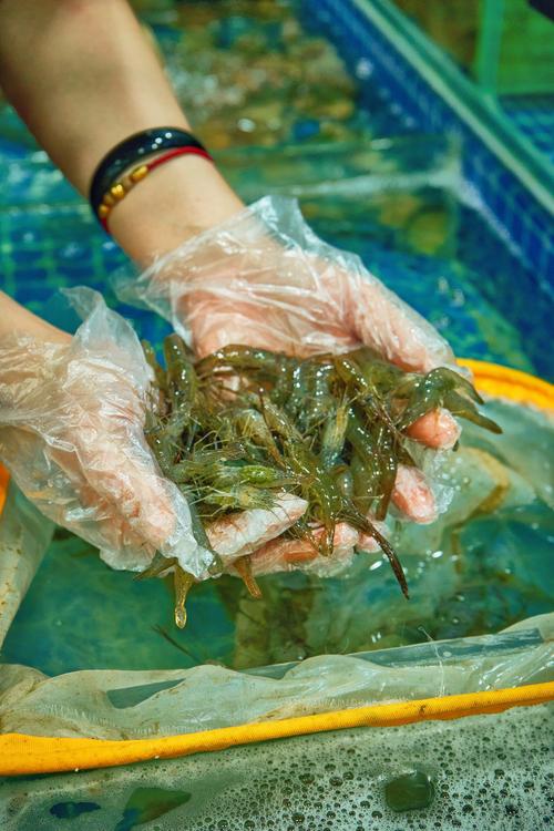 吃完海鲜出水，是身体还是食材的问题？-图3