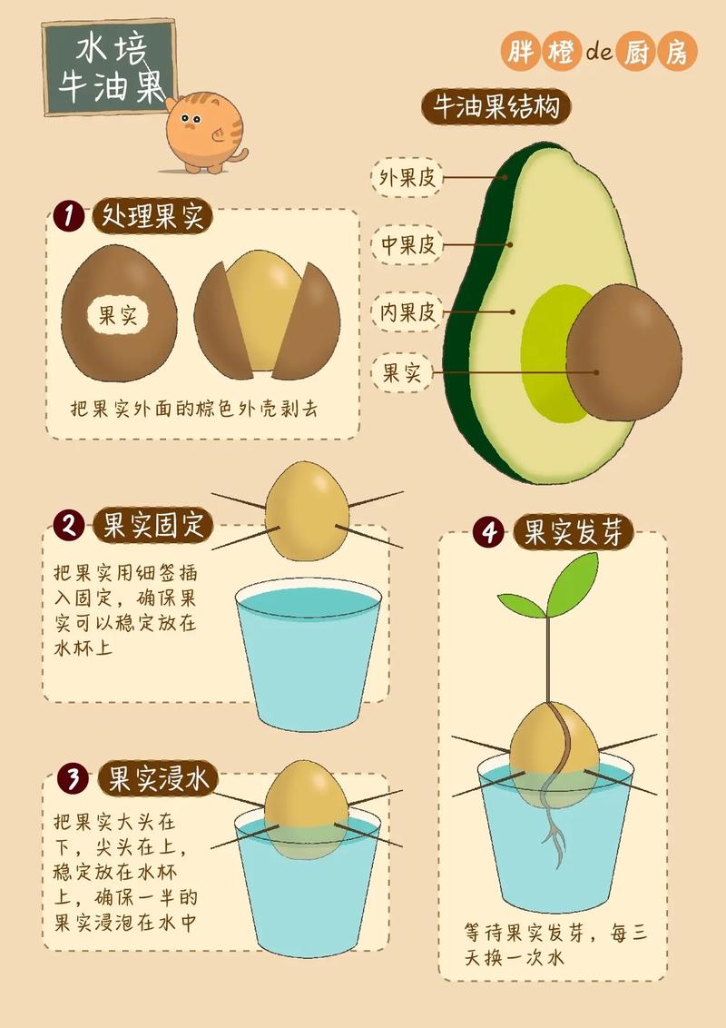 7月龄宝宝牛油果怎么吃?-图1 7月龄宝宝牛油果怎么吃?-图1