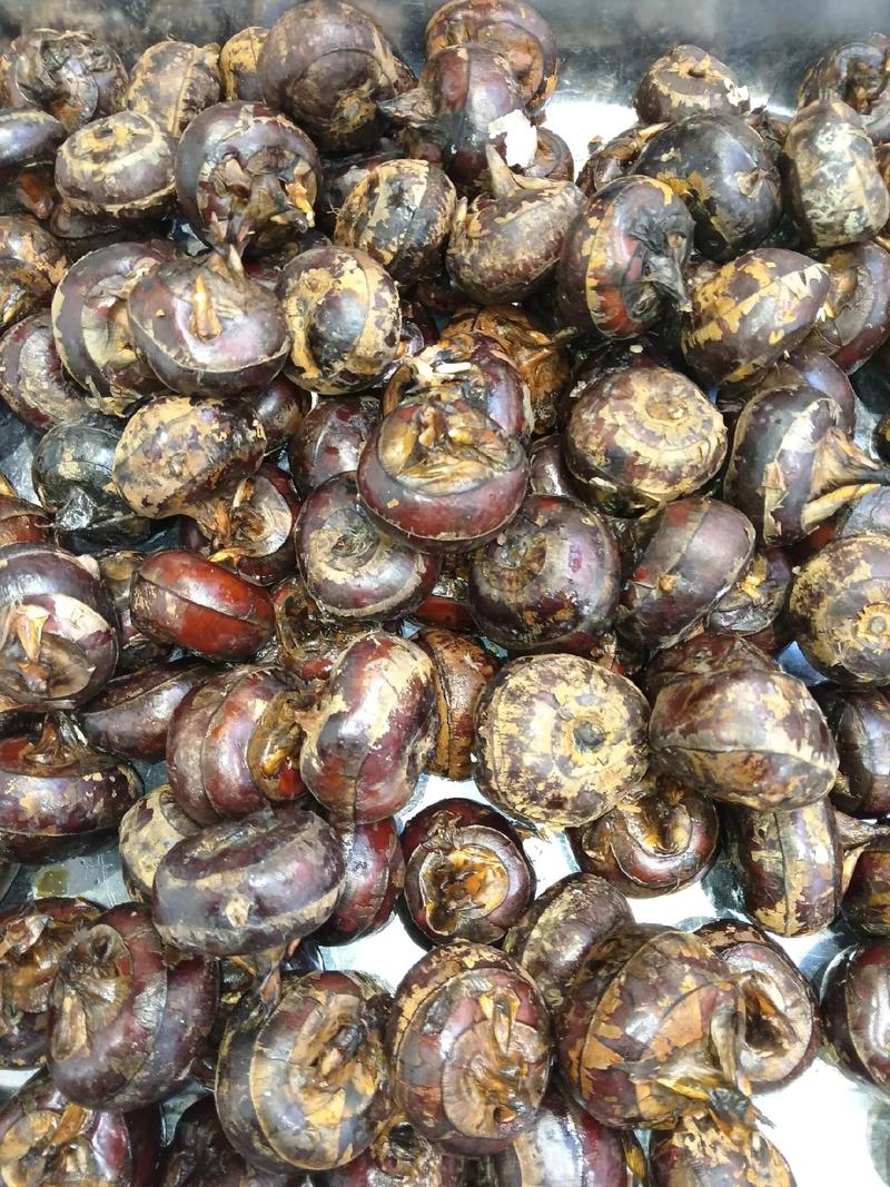 海鲜荸荠同食会相克吗?-图1 海鲜荸荠同食会相克吗?-图1