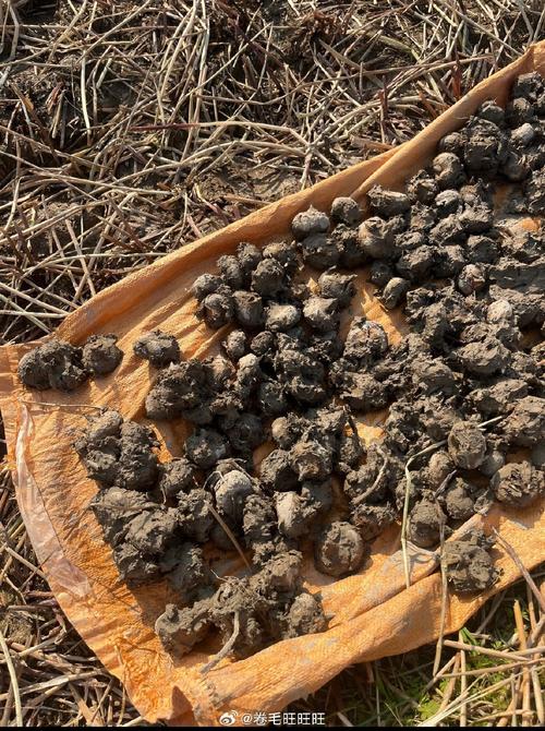 海鲜荸荠同食会相克吗?-图3 海鲜荸荠同食会相克吗?-图3