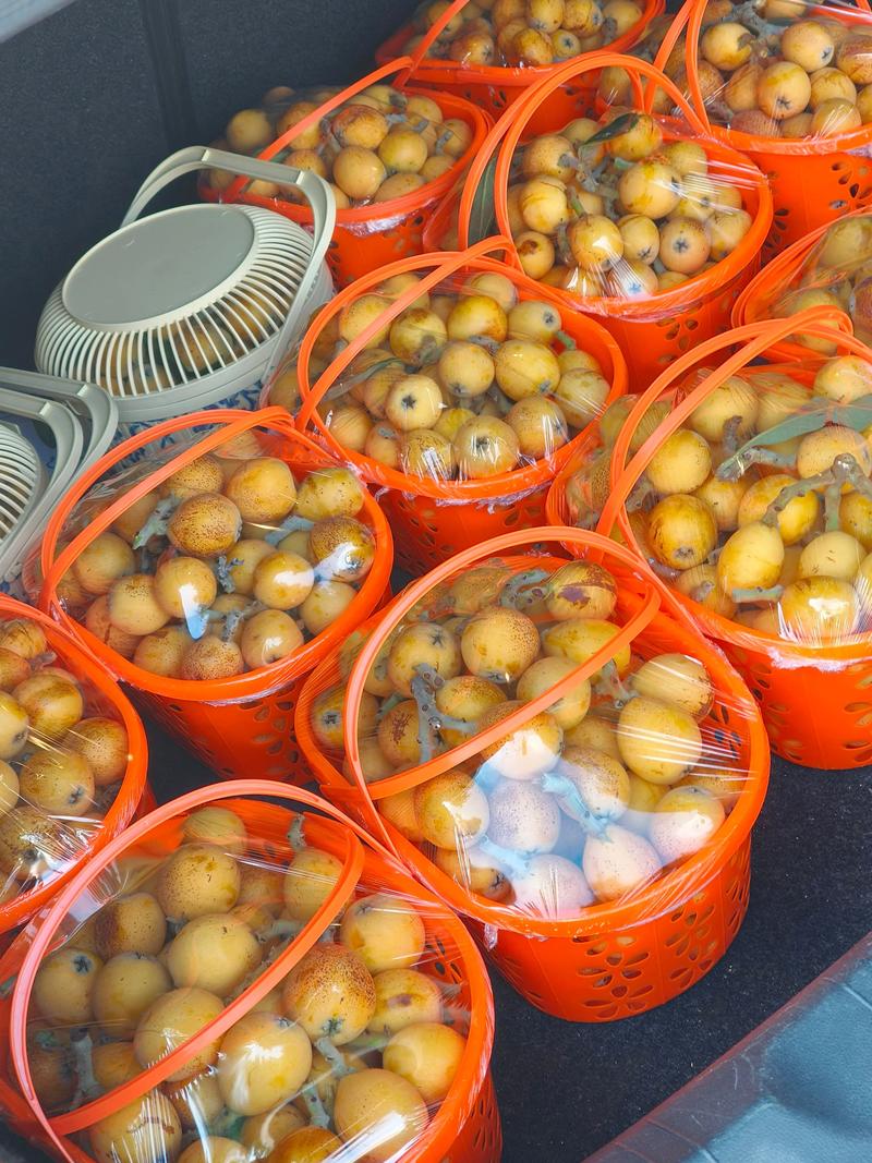 海鲜与枇杷能同食吗?-图2 海鲜与枇杷能同食吗?-图2