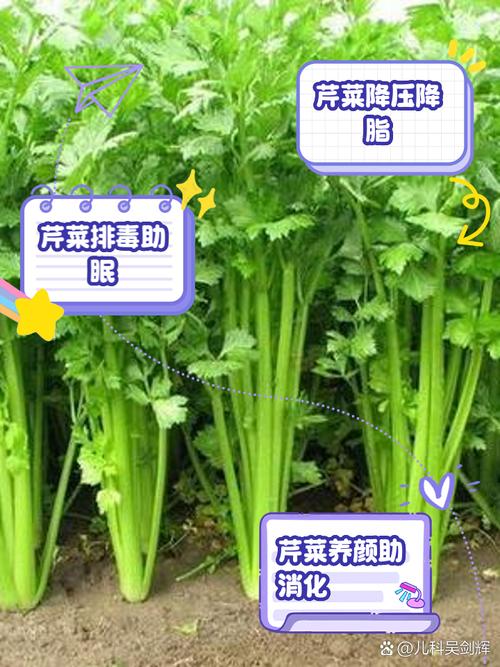 10月宝宝能吃芹菜吗？需注意什么？-图2