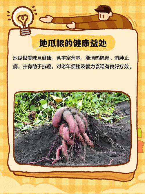 红薯根怎么做?家常做法有哪些?-图1 红薯根怎么做?家常做法有哪些?-图1