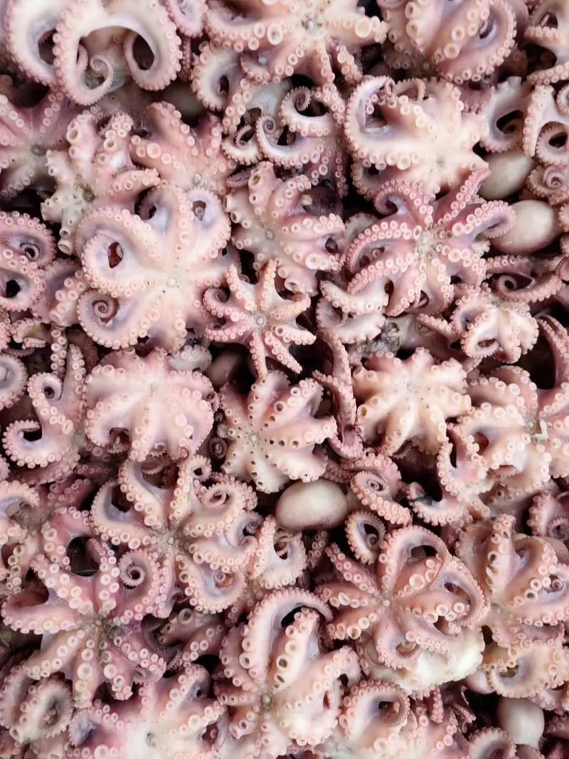 海鲜大咖原料如何正确储存保鲜?-图3 海鲜大咖原料如何正确储存保鲜?-图3