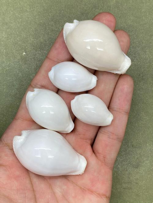 超级小的白色贝壳海鲜是什么？-图2