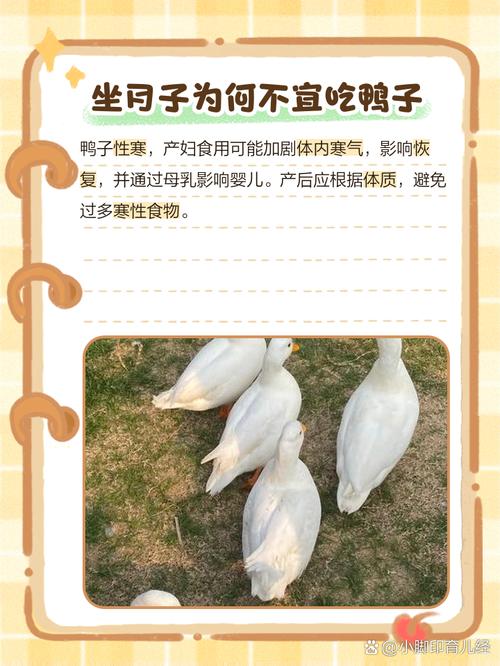 八个月宝宝能吃鸭肉吗?-图1 八个月宝宝能吃鸭肉吗?-图1