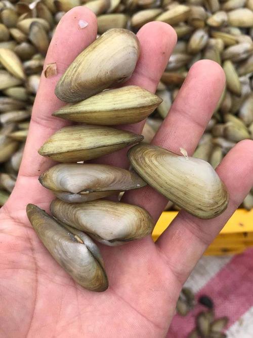 贝壳内海鲜有哪些?-图1 贝壳内海鲜有哪些?-图1