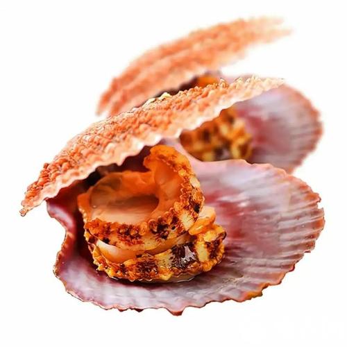 活贝壳类海鲜图片，如何辨别鲜活状态？-图1