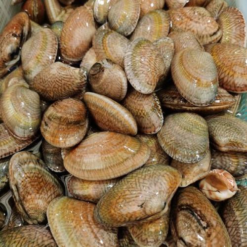 活贝壳类海鲜图片，如何辨别鲜活状态？-图2