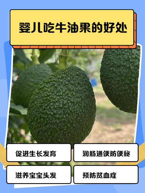 7月宝宝能吃牛油果吗?-图1 7月宝宝能吃牛油果吗?-图1