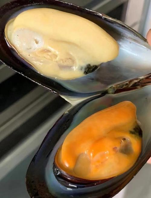 怀孕能吃淡菜海鲜吗?-图1 怀孕能吃淡菜海鲜吗?-图1