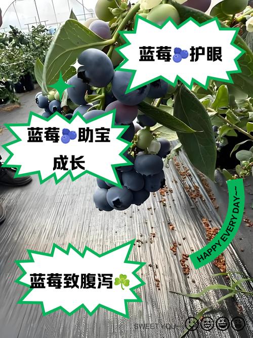 九个月宝宝能吃蓝莓吗?怎么吃安全?-图2 九个月宝宝能吃蓝莓吗?怎么吃安全?-图2