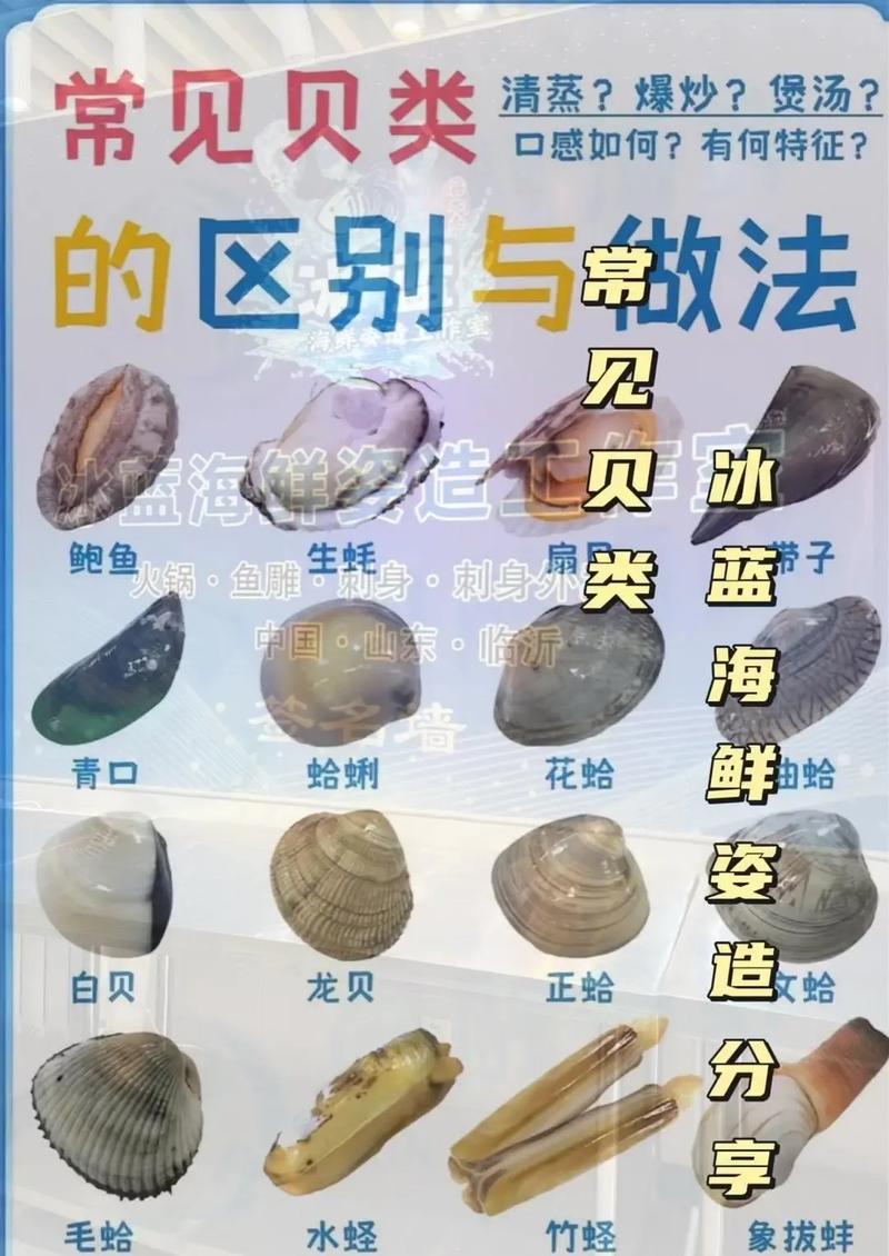海鲜贝壳名字大全图片-图1