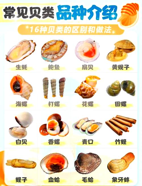 海鲜贝壳名字大全图片-图2
