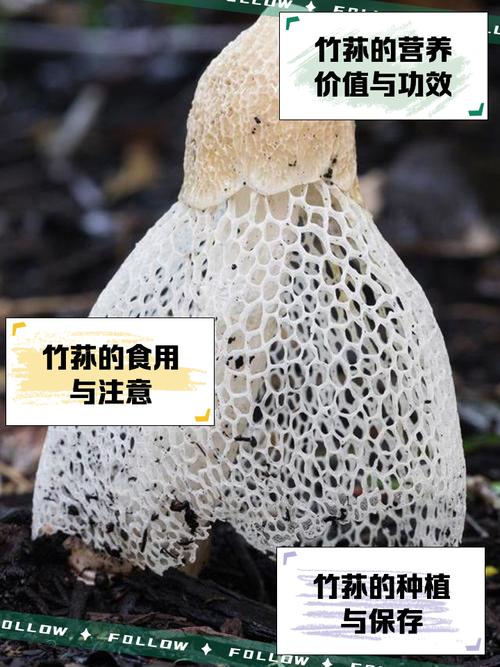 竹荪海鲜菇有哪些功效?-图3 竹荪海鲜菇有哪些功效?-图3