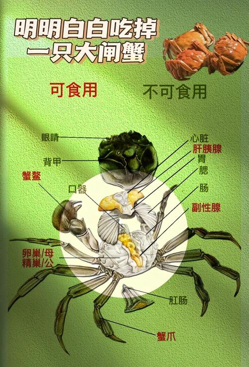 海鲜大闸蟹的腿到底怎么吃才不浪费?-图1 海鲜大闸蟹的腿到底怎么吃才不浪费?-图1