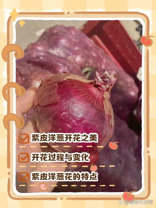 紫洋葱家常做法有哪些？-图1