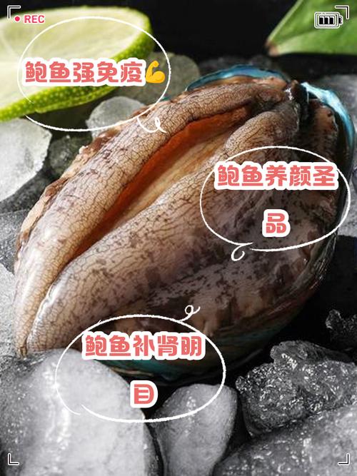 鲍鱼是营养丰富的海鲜-图3 鲍鱼是营养丰富的海鲜-图3
