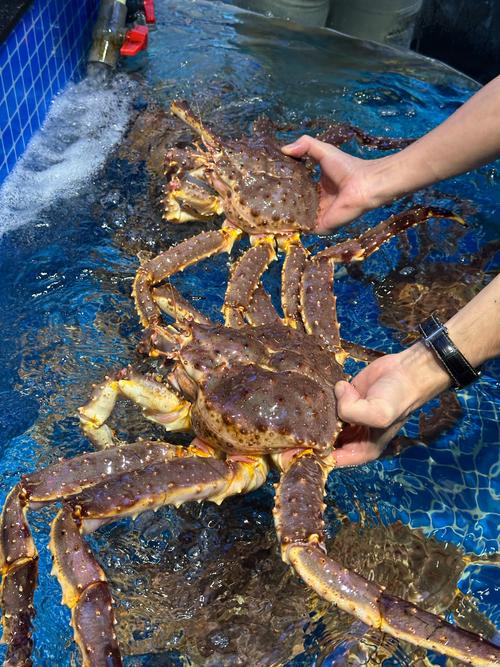 活海鲜品种有哪些？-图2