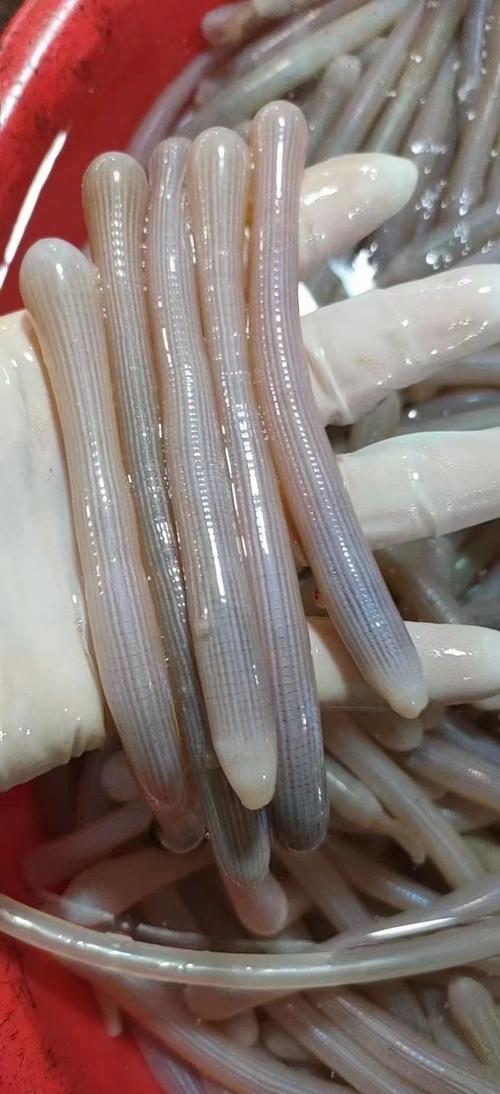 沙虫怎么做好吃?有哪些经典做法?-图2 沙虫怎么做好吃?有哪些经典做法?-图2